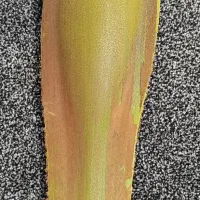 دولچه یا لگوح نخل نر