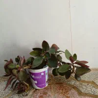 گل طبیعی|گل و گیاه طبیعی|کرمانشاه, |دیوار
