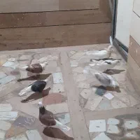 جوجه کبوتر