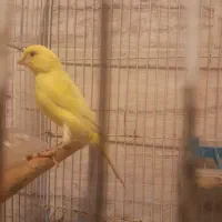 پرنده