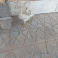 نیمچه گلین