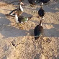 سر خس