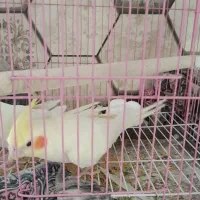 عروس هلندی