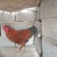 خروس