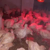 جوجه بوقلمون بیوتی ۶۰روزه