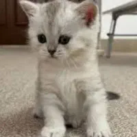 نگه داری بچه گربه