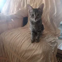 واگذاری گربه و بچه گربه
