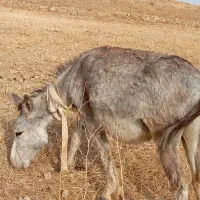 الاغ فروشی