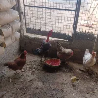 مرغ محلی مرغ جوجه دار خروس