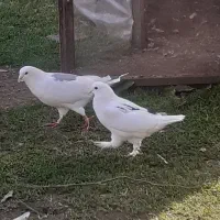کبوتر