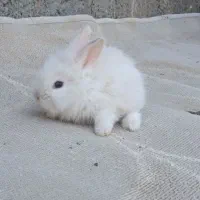 بچه خرگوش