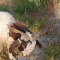 یک عدد گوسفند نری چاق سرحال کوهی