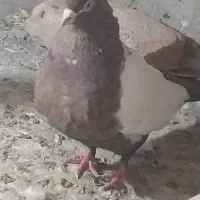 یک جفت قزوینی
