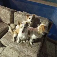 سگ نر و ماده