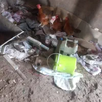 ۳تا مرغ طبیعی تخم گذار