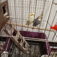 یک جفت عروس هلندی با سه تخم