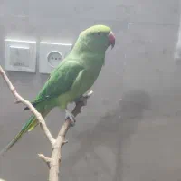 تخم نطفه دار طوطی سانان