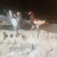 ۱۴تل کفتر پرشی