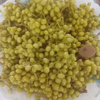 بَنه شور کوهستان(پسته کوهی)