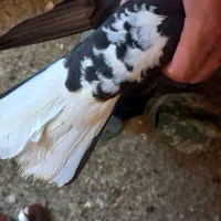 کبوتر