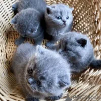 گربه فولد اسکات محبوب واکسینه