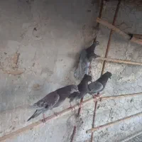 کبوتر سرخ و خط چایی