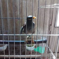 مرغ مینا سخنگو با قفس