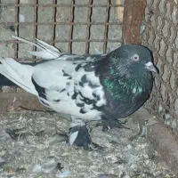 حیوانات محای