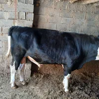جوانه چاق