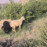 گوسفند