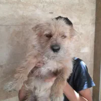 سگ نر|سگ|نهاوند, |دیوار