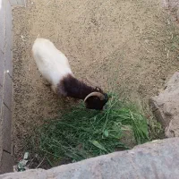 نری چاق