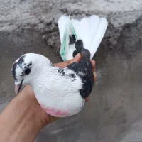 کبوتر پرشی