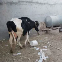 گاو به شرط قصابی