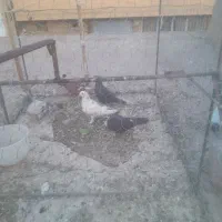کفتر