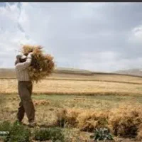 سرکارگری کشاورزی