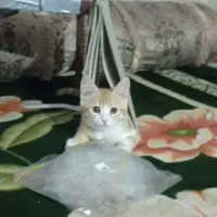 گربه|گربه|میبد, |دیوار