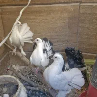 5 عدد کفتر بالغ