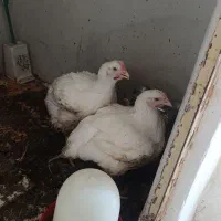 مرغ