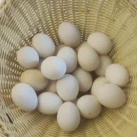 تخم مرغ محلی