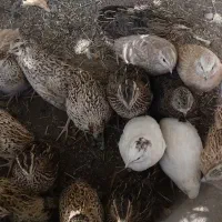 بلدرچین تخم گذار