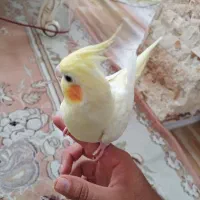 عروس هلندی ماده