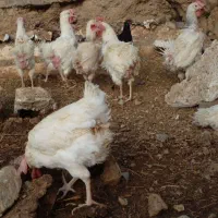 مرغ خروس قربونی بصورت انلاین