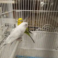 مرغ عشق نر ماده