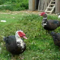 فروش تعدادی غاز و اردک اسرائیلی ماده