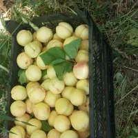 فروش زردالو درشت شیرین