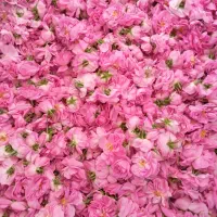 گل محمدی و غنچه|خدمات باغبانی و درختکاری|سامن, |دیوار