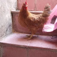 شش عدد مرغ نه ماهه تخم گذار