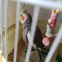 عروس هلندی