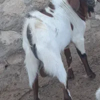 کهره نر گوشتی